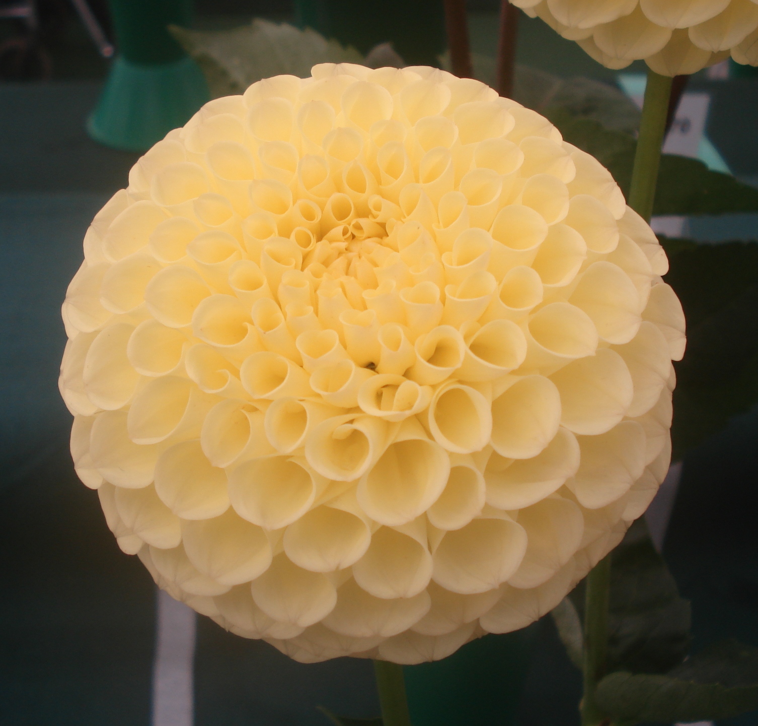 Clearview Daniel.jpg (7122 bytes)